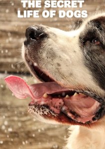 Аниме онлайн