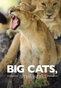 Аниме онлайн